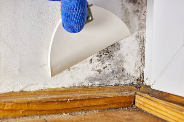 Dehumidification Services in Aptos Hills Larkin Valley, CA